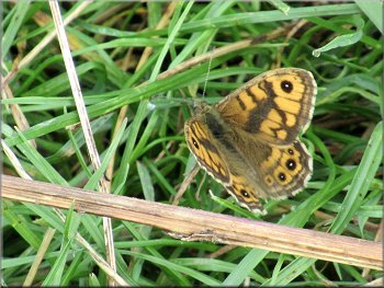 A wall brown butterfly on the path
