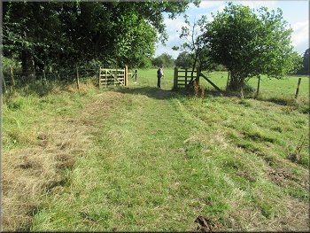 The grazing cattle had access to both these fields