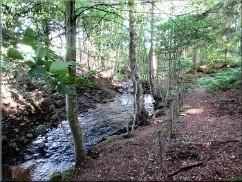 Fairy Call Beck flowing through the woodland