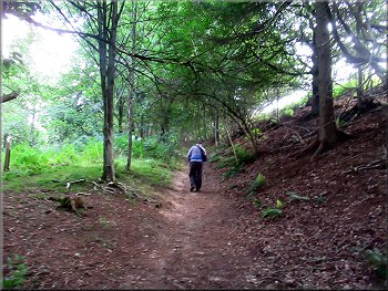Following the path to the top edge of the woodland