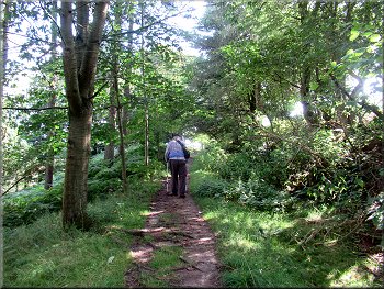 Path around the top edge of the woodland