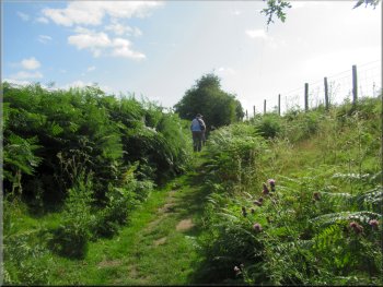 Path through the bracken across the open access land