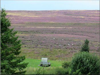 The ling heather was turning the moors purple